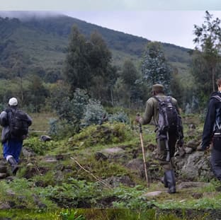 Trekkers hiking through Volcanoes National Park toward mountain gorillas