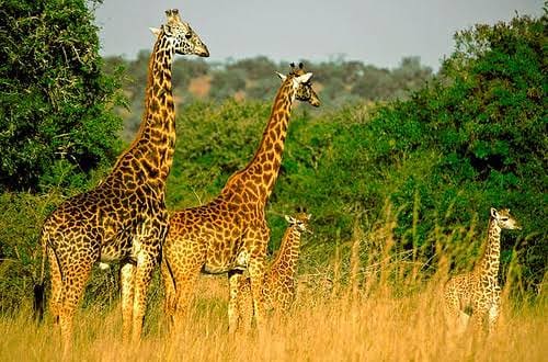 Giraffes in the savannah of Akagera National Park