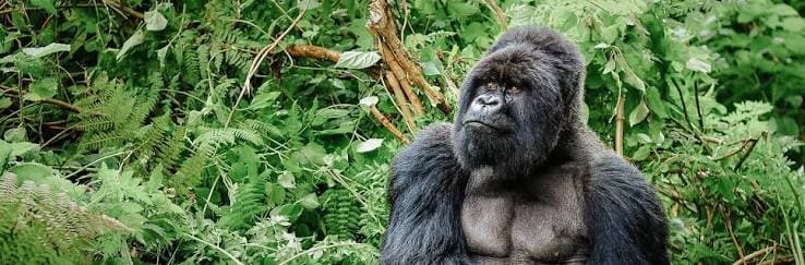 A silverback mountain gorilla standing amid dense forest foliage
