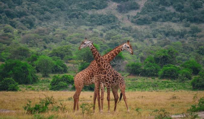 Two giraffes in the savannah of Akagera National Park