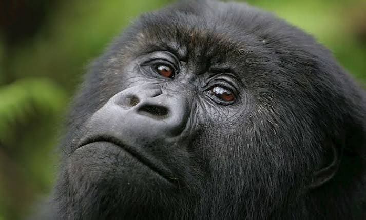 Extreme close-up of a mountain gorilla's face, showing its eyes and brow