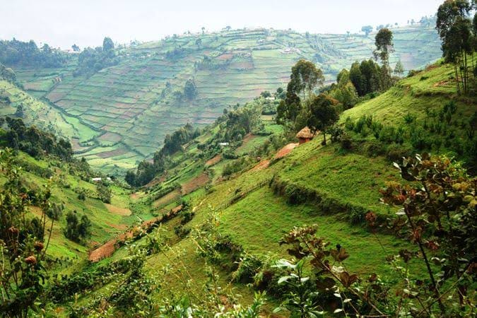 Terraced hillside farmland in the Rwandan countryside