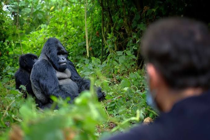 A guide and visitor observing a silverback gorilla with its infant in Volcanoes National Park