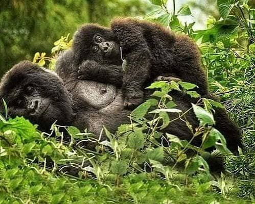 Mountain gorilla family with baby climbing on mother
