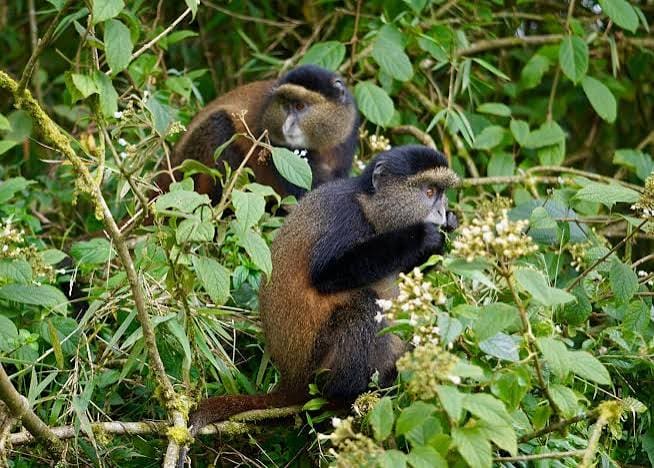 Golden monkeys foraging in the Volcanoes National Park bamboo forest