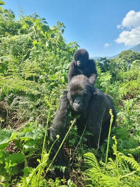 Baby mountain gorilla riding on the back of an adult