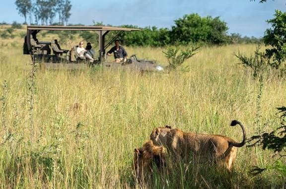 Lions resting near a safari jeep in Akagera National Park