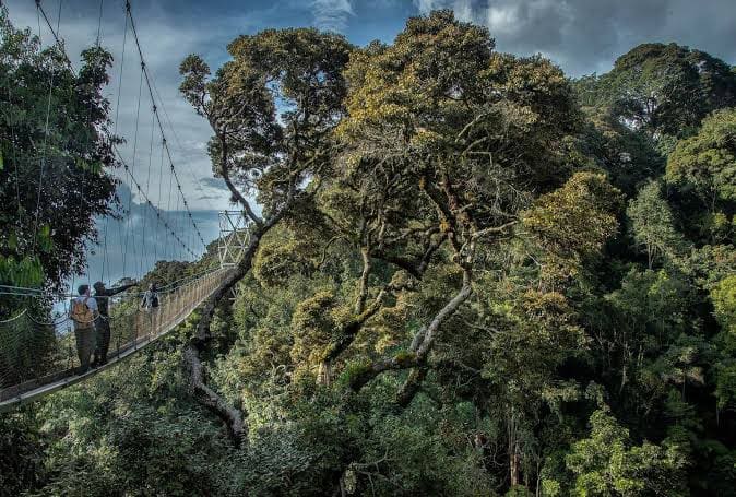 Visitors on the Nyungwe Forest canopy walkway suspended above the treetops