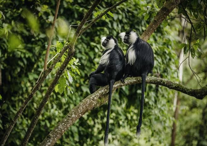 Black-and-white colobus monkeys in Nyungwe Forest