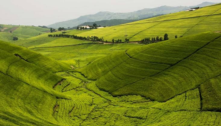 Rolling tea plantations near Nyungwe Forest National Park