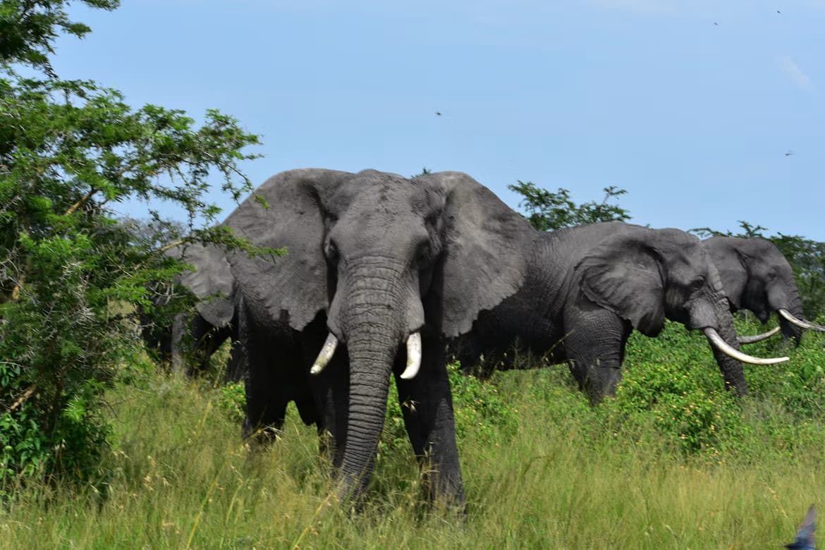 Herd of elephants beside trees in Akagera National Park
