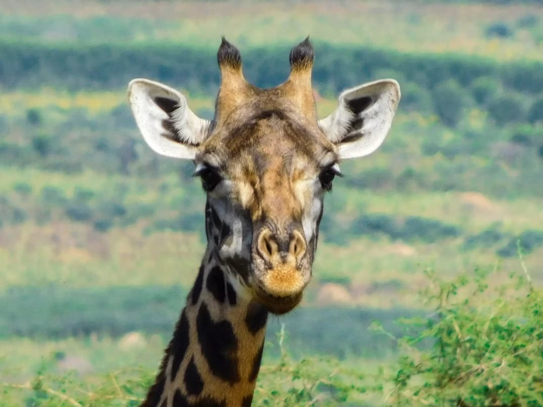 Close-up of a giraffe's face in Akagera