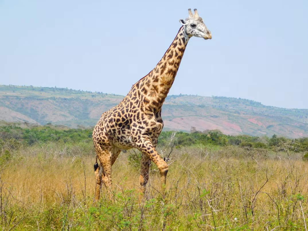 Giraffe walking across the savanna in Akagera