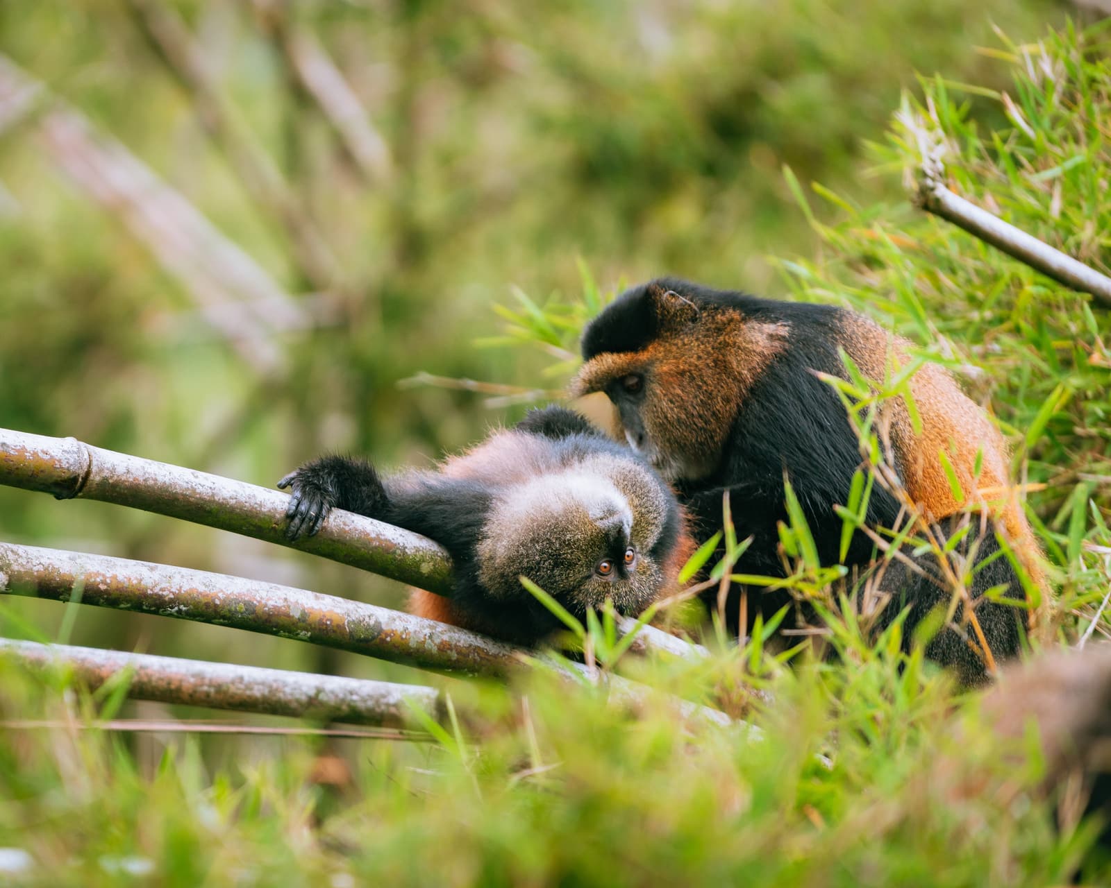 Golden monkey resting on a branch