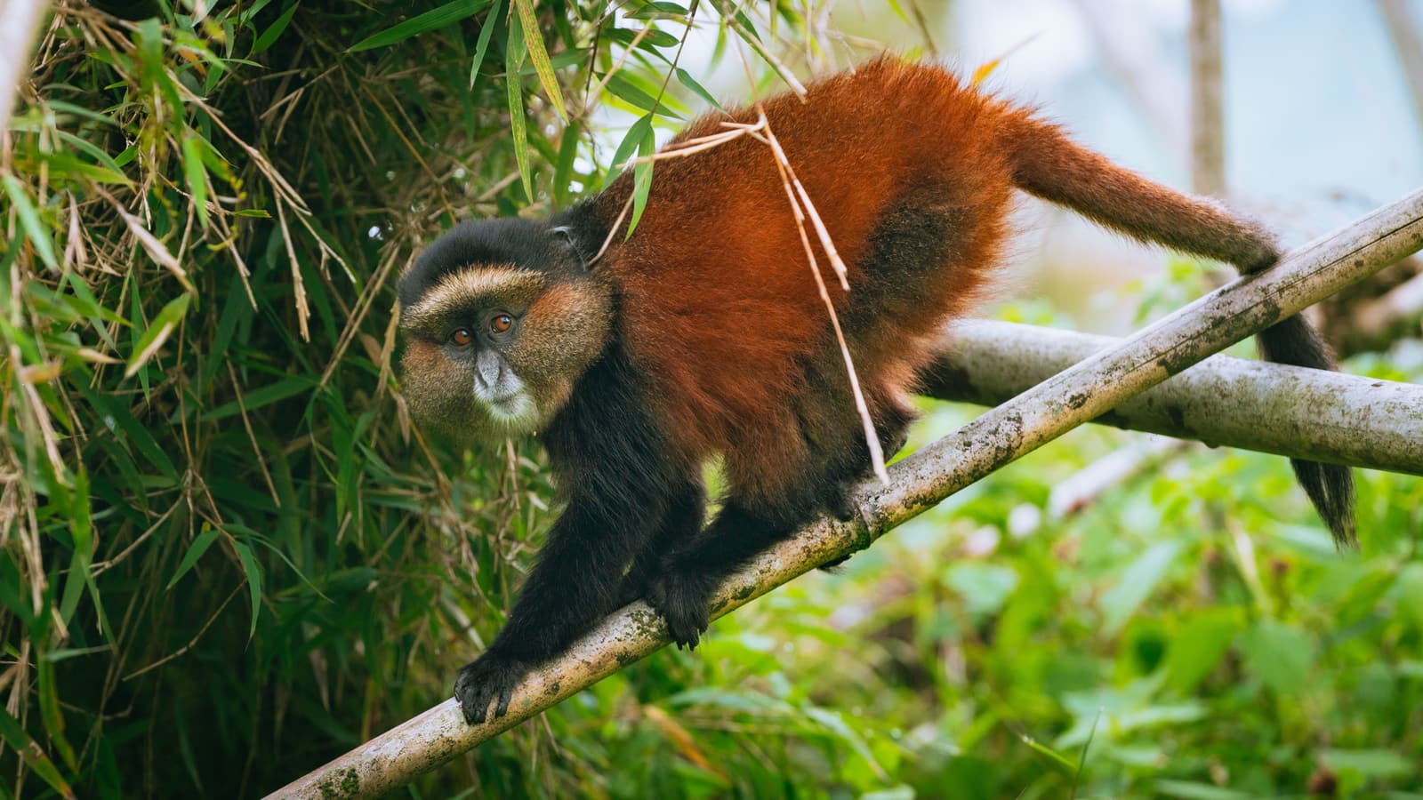 Golden monkey climbing a tree branch in Volcanoes National Park