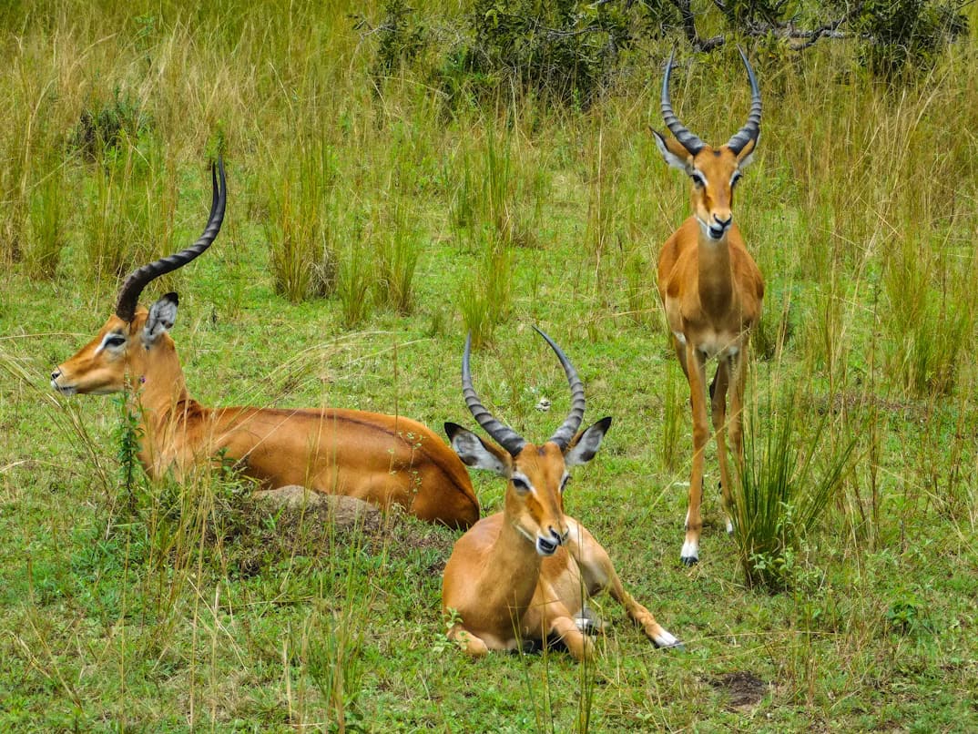 Pair of impala in the grass in Akagera