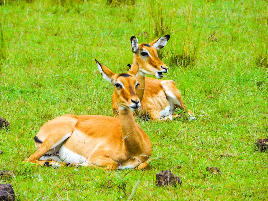 Impala resting in the green grass in Akagera