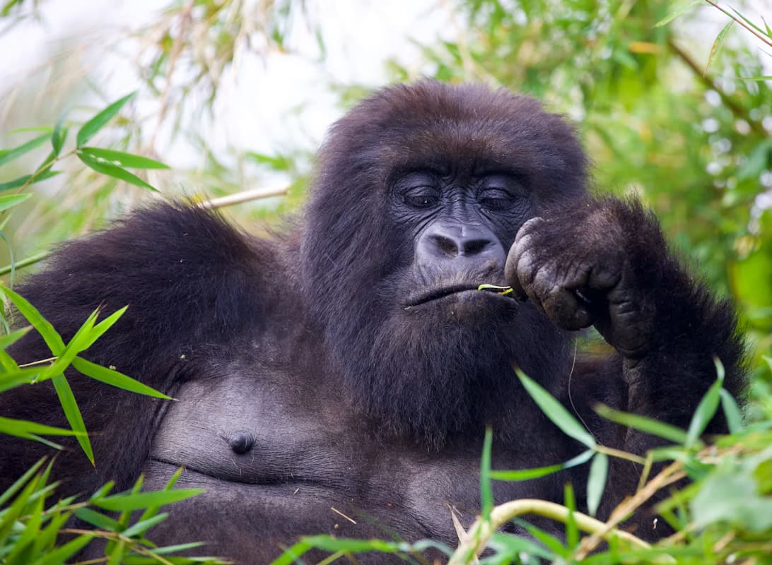 Mountain gorilla eating vegetation