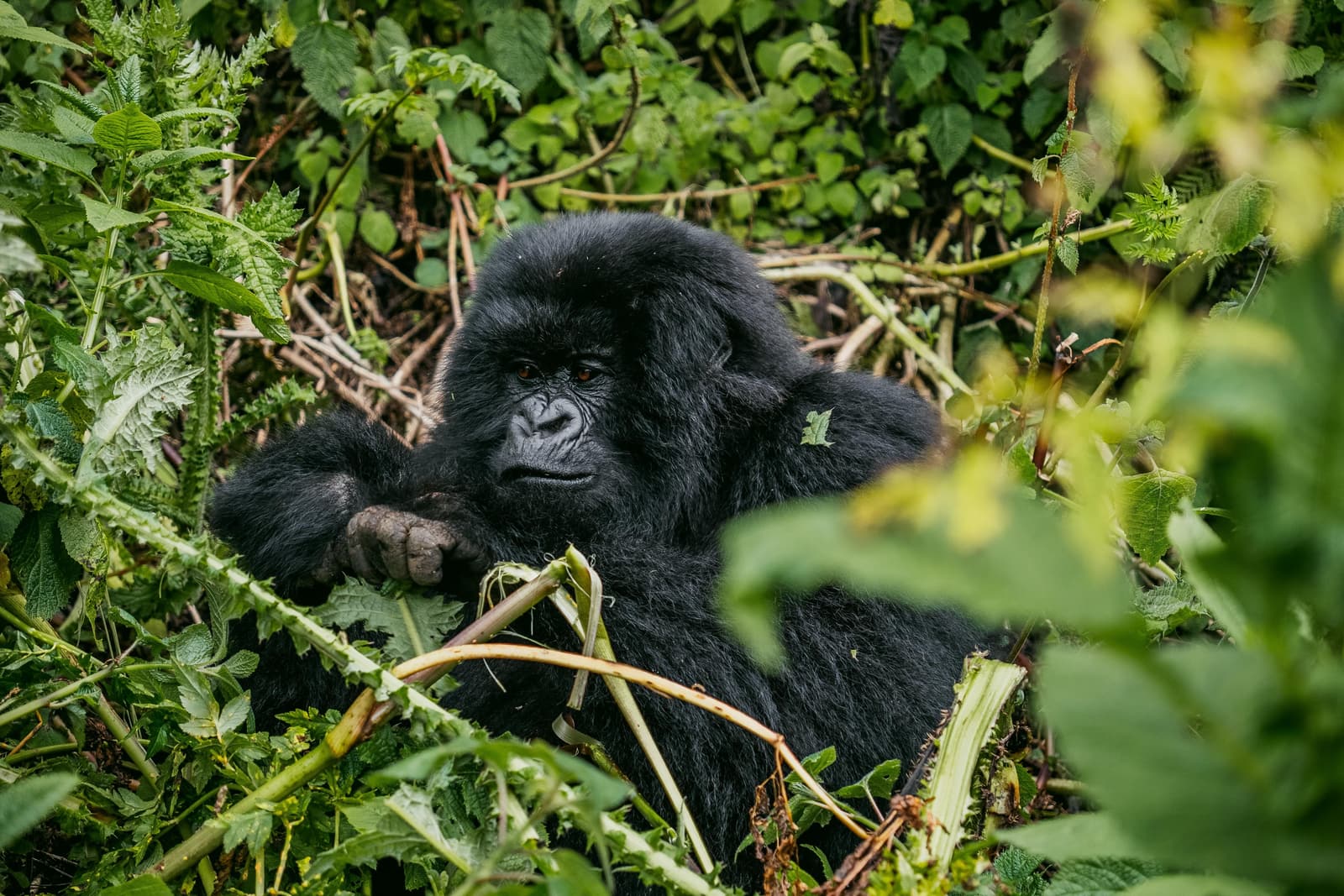 Mountain gorilla partly hidden by foliage