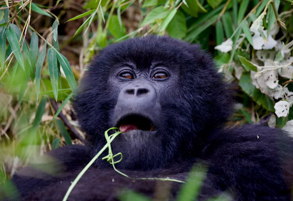 Mountain gorilla with mouth open among foliage