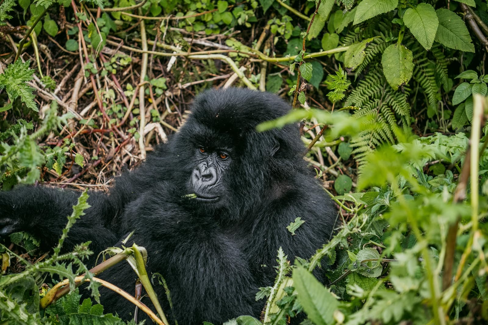 Mountain gorilla seated in a green forest clearing