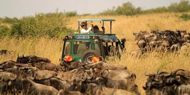 Safari vehicle among wildebeest on open plains