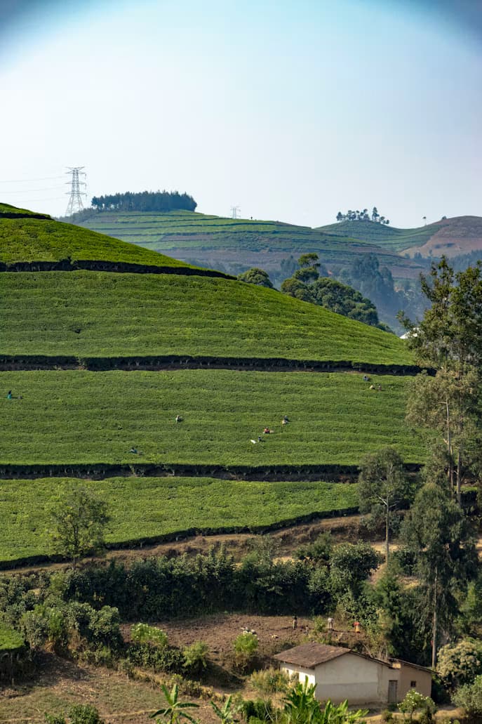 Terraced tea fields on a Rwandan hillside
