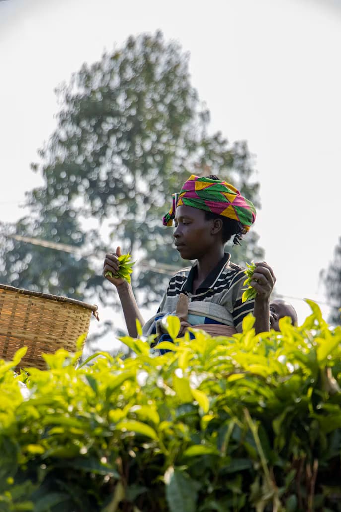Woman in colourful headscarf harvesting tea leaves in Rwanda