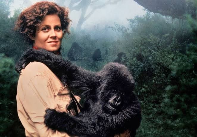 Woman holding a baby mountain gorilla in Rwanda