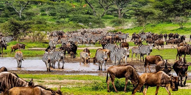Zebra and antelope grazing together on the savanna
