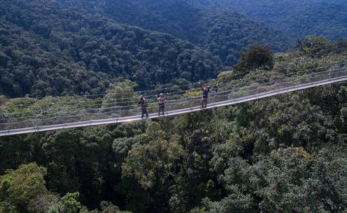 Visitors crossing the suspended canopy walkway high above Nyungwe National Park's forest