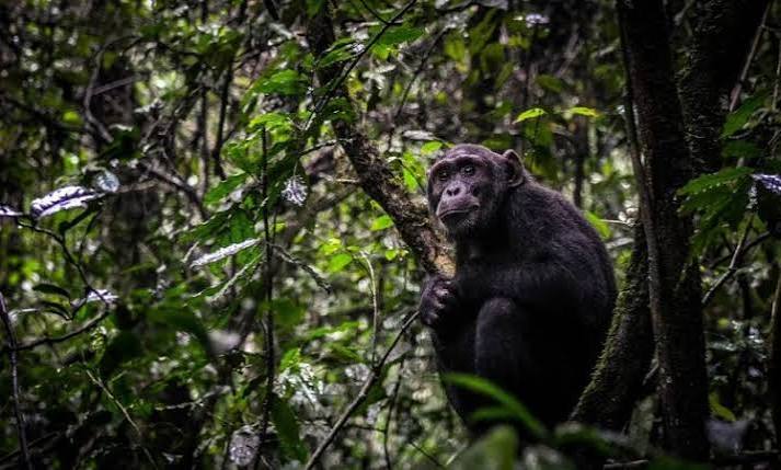 Chimpanzee in dense forest foliage, characteristic of Nyungwe National Park