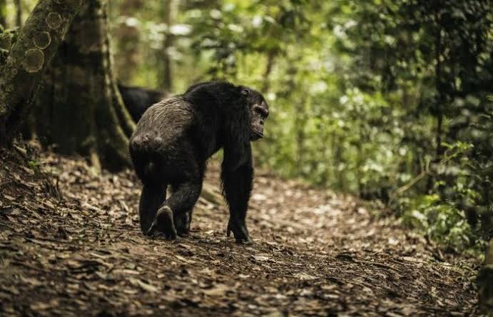 Chimpanzee walking along a forest trail in Nyungwe National Park