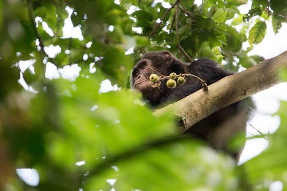 Chimpanzee eating fruit in Nyungwe National Park, a common stop before continuing to Lake Kivu