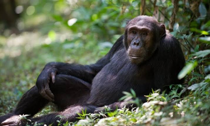 Chimpanzee resting on the forest floor in Nyungwe National Park