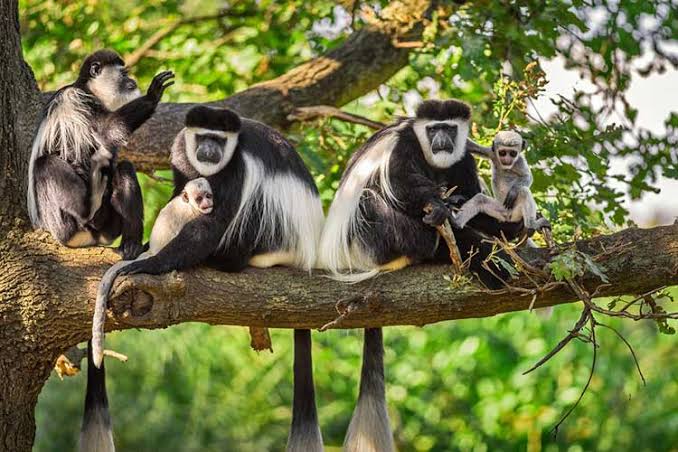 Troop of black-and-white colobus monkeys with infants on a branch in Nyungwe National Park