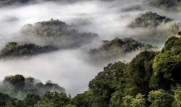 Misty rainforest canopy stretching across Nyungwe National Park