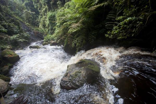 Rushing forest stream along a Nyungwe National Park hiking trail