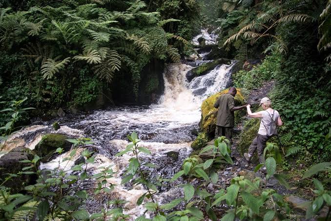 Park guide helping a hiker cross a stream on a Nyungwe National Park trail