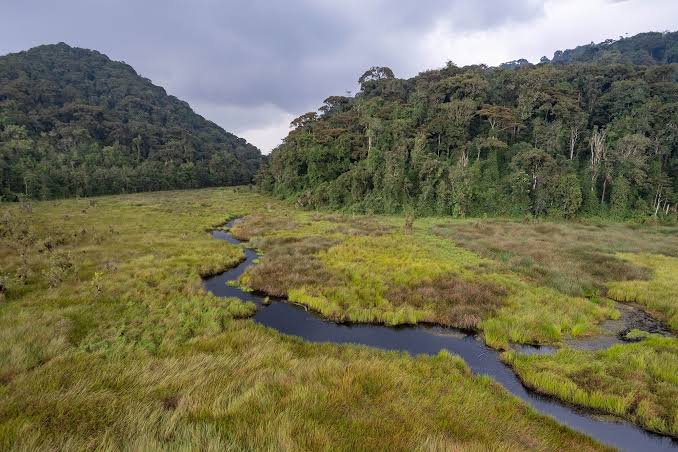 Kamiranzovu swamp wetland with a stream winding through grassland in Nyungwe National Park