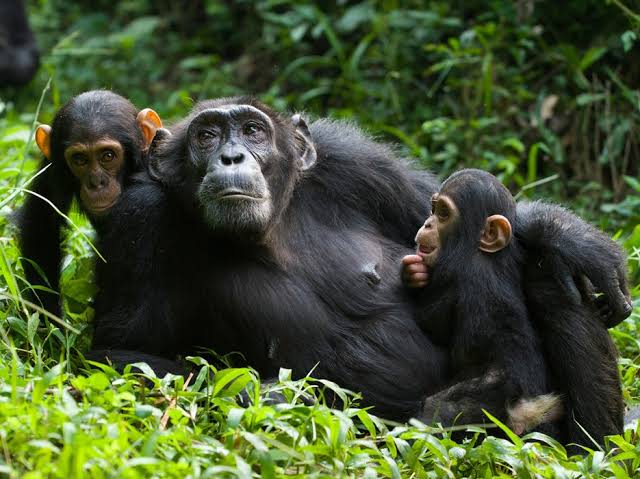 Mother chimpanzee with two juveniles in Nyungwe National Park's protected forest
