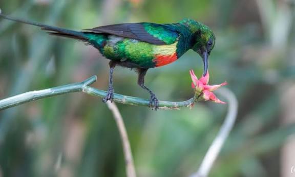 Regal sunbird feeding on a flower, an Albertine Rift endemic species found in Nyungwe