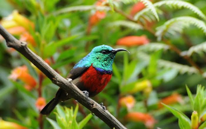 Colourful sunbird perched on a branch amid orange flowers in Nyungwe National Park