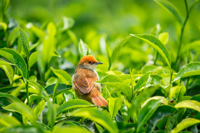 Small bird perched among tea plantation leaves near Nyungwe National Park